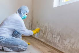 Professional Mold Remediation in Blooming Prairie, MN